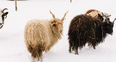 Авторський тур Чудеса Закарпаття на 4 дні + Замки Карпати/Пилипець